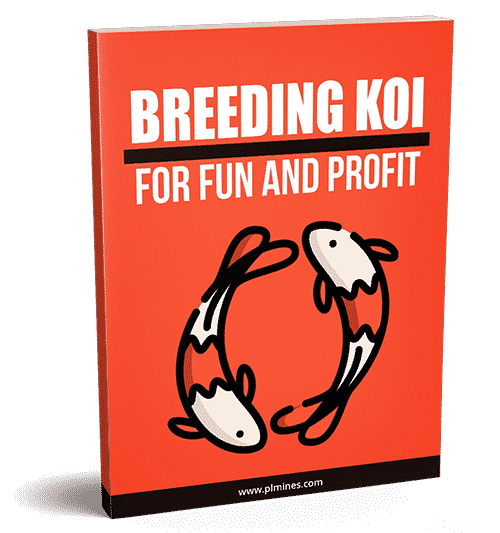 Koi-Zucht für Spaß und Profit