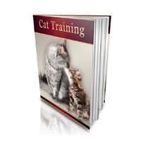 Katzentraining!