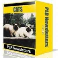Katzen Nische Newsletter