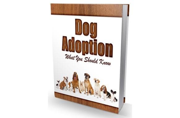 Hund Adoption, was Sie wissen sollten
