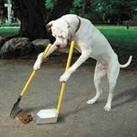 Hundetrainingstechniken