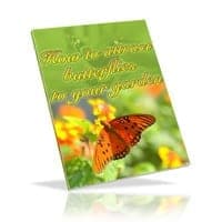 Wie man Schmetterlinge in den Garten zieht