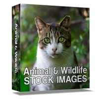 Tier-und Tierwelt Stock Bilder