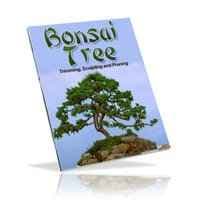 Bonsai-Baum
