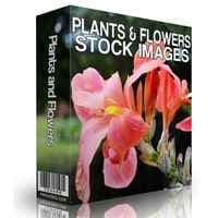 Pflanzen und Blumen Stock Bilder